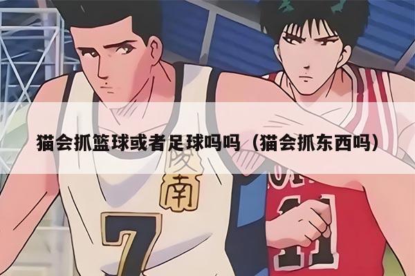 猫会抓篮球或者足球吗吗（猫会抓东西吗）
